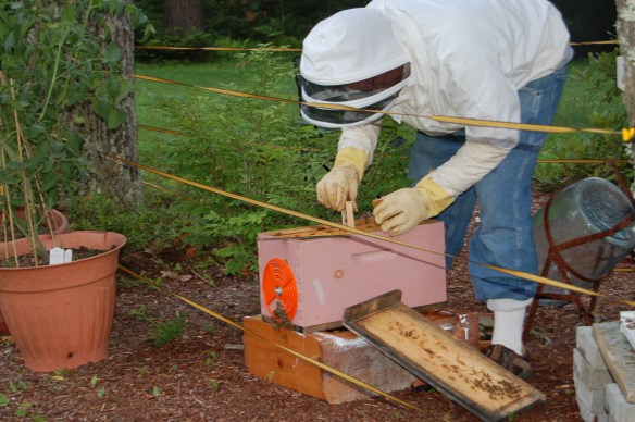 Installing the queen bee