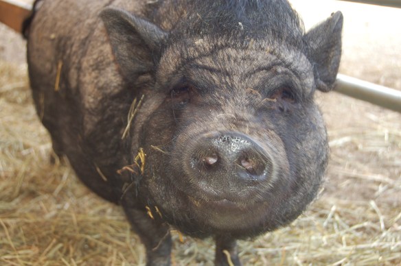 Vietnamese Pot Bellied Pig