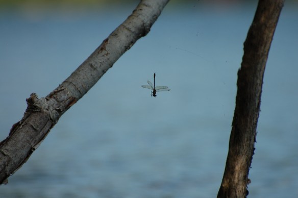 Caught in the web of life Caught up in the web of life