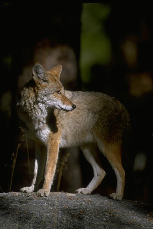 Photo credit: library.thinkquest.org