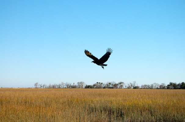 A vulture over the salt marsh leading to the beach