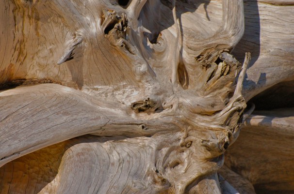 The amazing beauty of nature unleashed