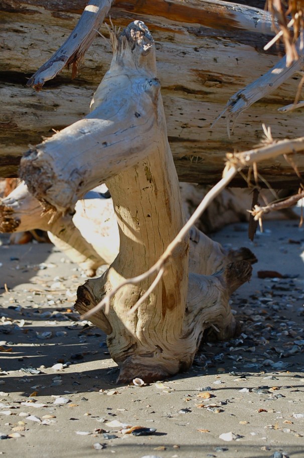 You can not tell me you don't see the crazy sea horse here!