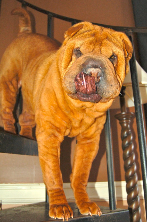 "Did you sing the Doggie Dinner song?"