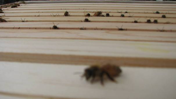 10411254_670493003036298_1740321432582664559_n