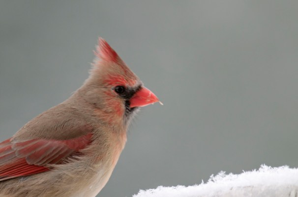 northern-cardinal-female-10-1-_1126