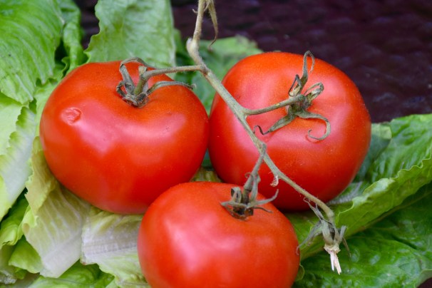 organic tomatoes and lettuce