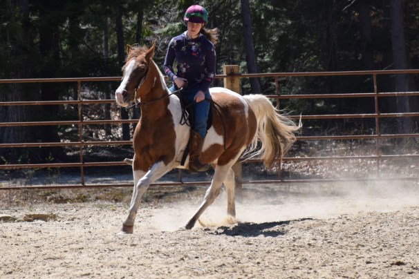 Paint Arab Mare - Tiny Dancer