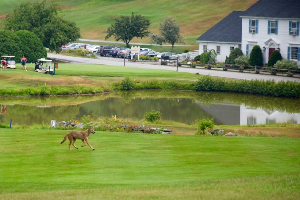 Coyote on a golf course