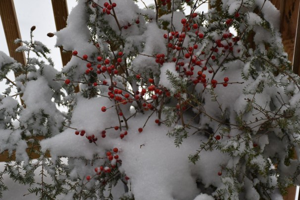 snow on berries,Lake Skatutakee,Harrisville NH,Winter of 2018,Blogging